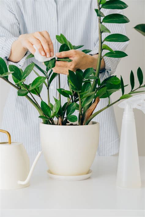 風水 假植物|風水植物｜不只富貴竹！7款招財/招桃花植物推介+不 